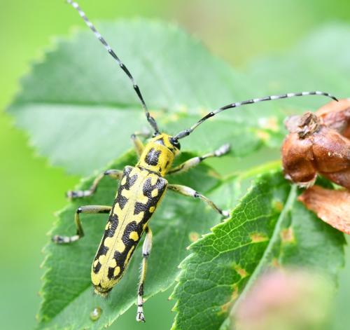 Réf. 301 713 : Saperda scalaris